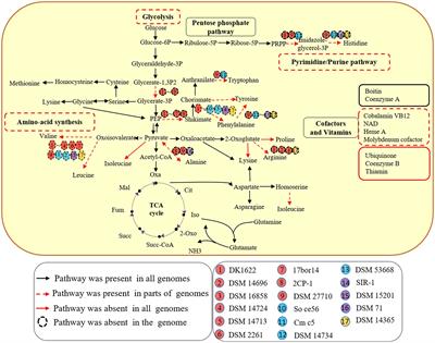 Comparative genomics and transcriptomics insight into myxobacterial metabolism potentials and multiple predatory strategies